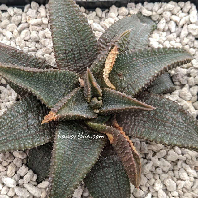 Wilted leaves caused by thrips.