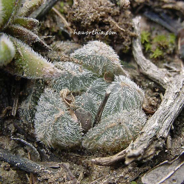 H. cooperi var. venusta in its native habitat