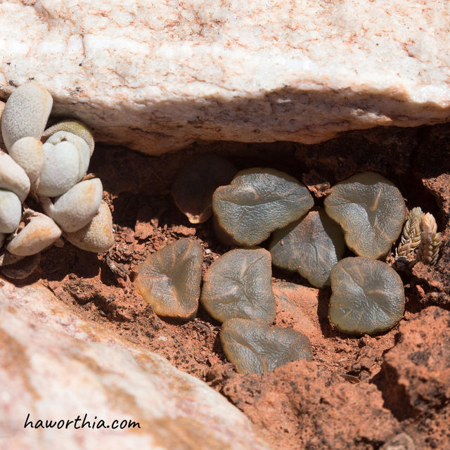 A H. truncata var. maughanii grows with other succulents in a rock crevice.