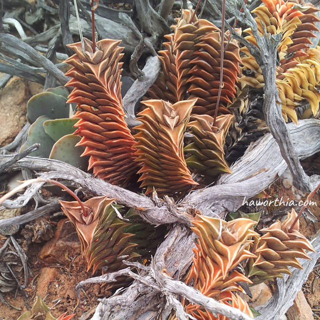 H. viscosa in its native habitat