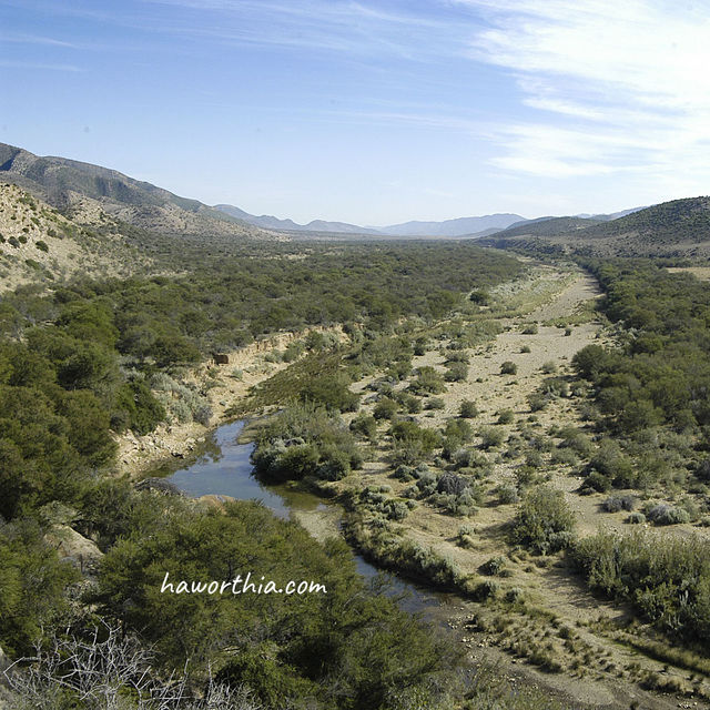 The Baviaanskloof, lieing ~120 km west of Port Elizabeth, is the home of H. cooperi, H. cymbiformis, and H. gracilis.