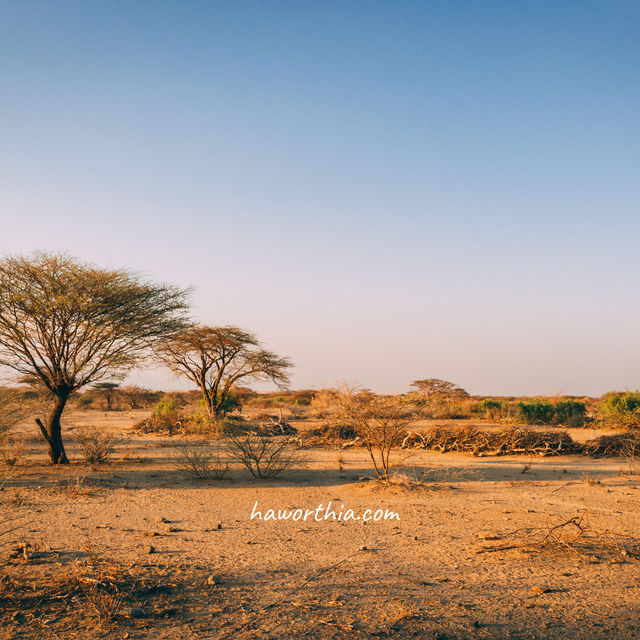 Little more than tall grasses and the occasional tree grow in this plain.