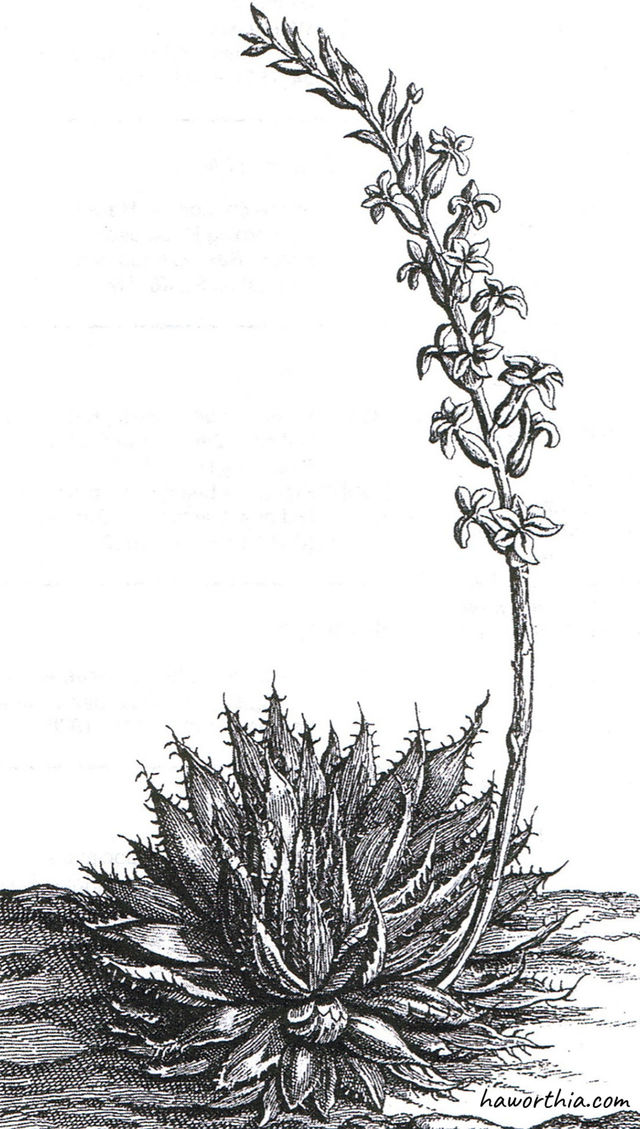 An illustration of a Haworthia in Praeludia Botanica. This plant is now known as H. arachnoidea.