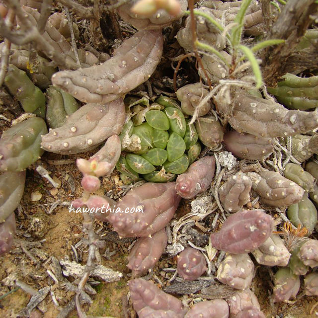 H. cymbiformis in its native habitat