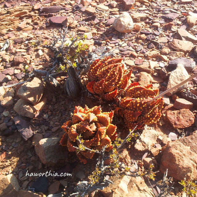 A T. maxima in its Robertson Karoo habitat, a subtype of Succulent Karoo