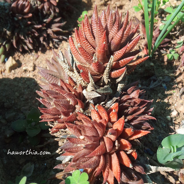 H. reinwardtii in its native habitat