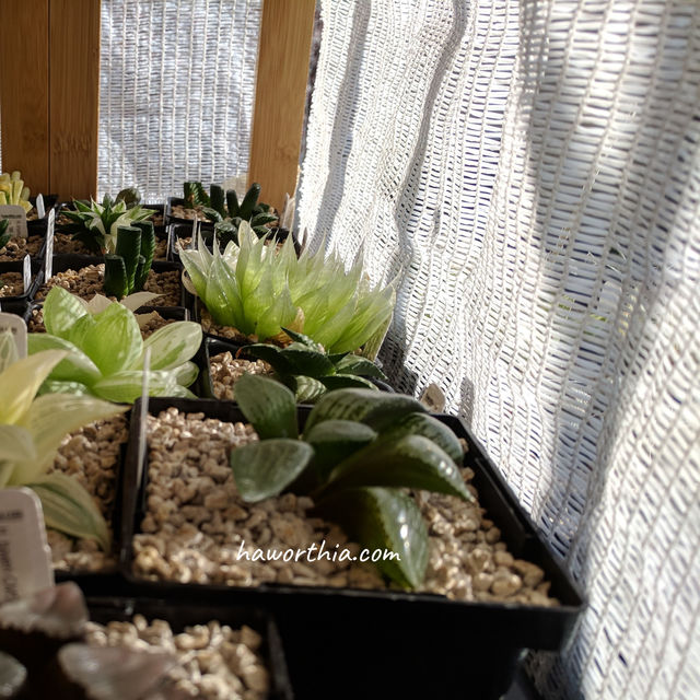 The shade fabric protects newly planted Haworthias from direct sunlights.