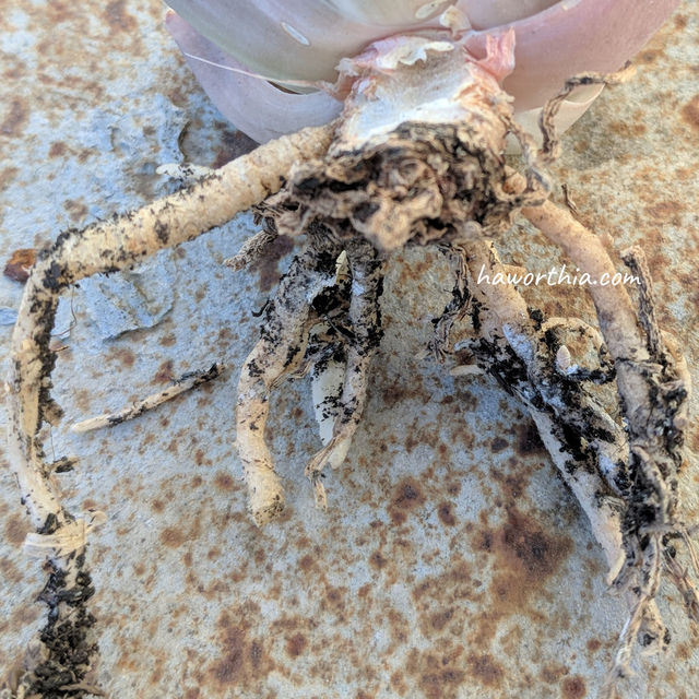 A root mealybug and white residues