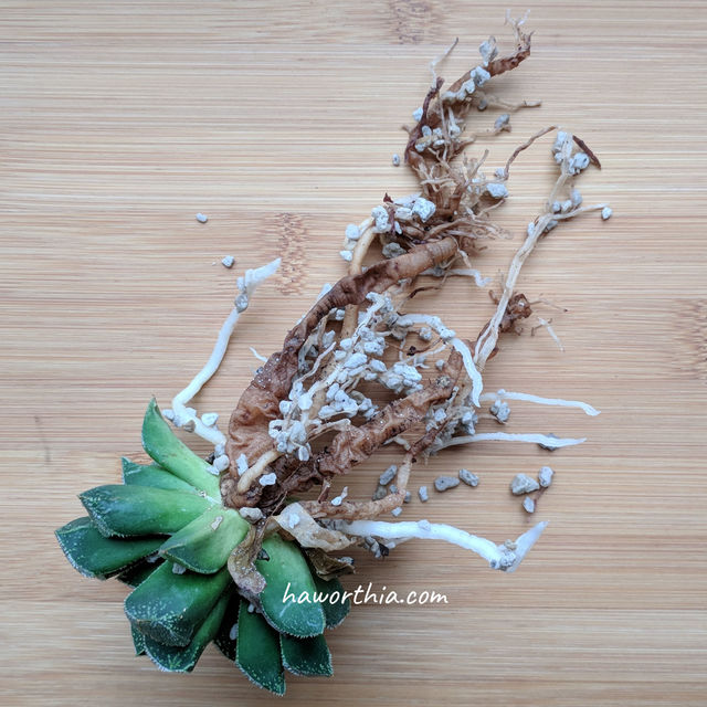 Root rot due to overwatering, which also cause some leaves to rot.