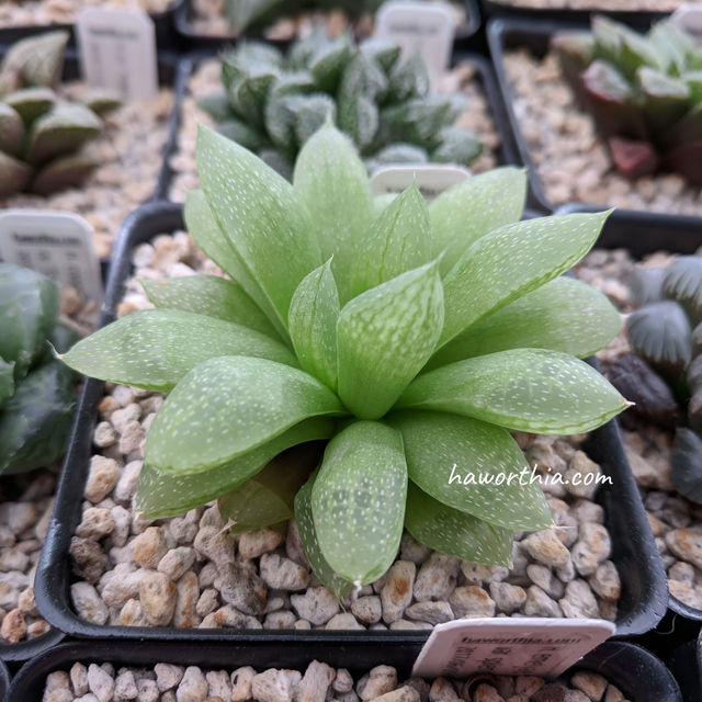 A stretched Haworthia due to insufficient light