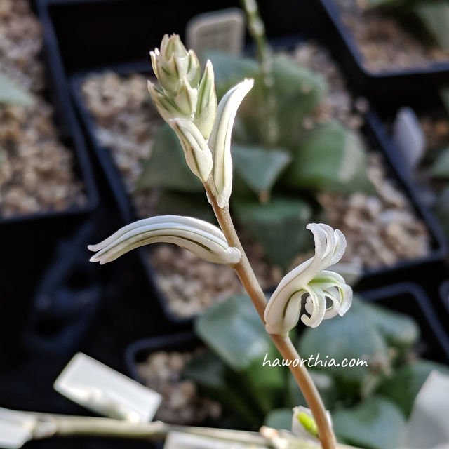 The right flower is fully opened and the left one is not yet.