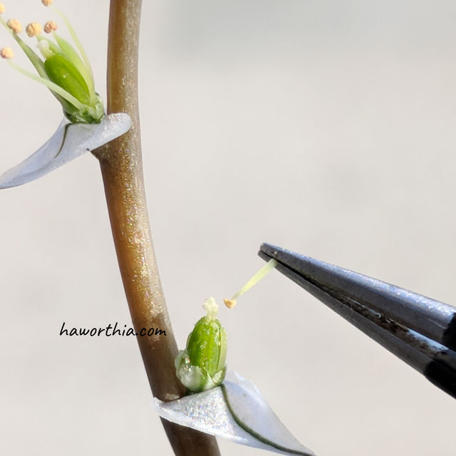 Pollinated stigma