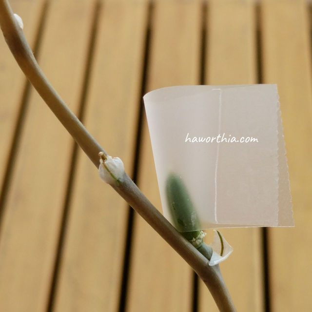 Seed pod wrapped by a tape