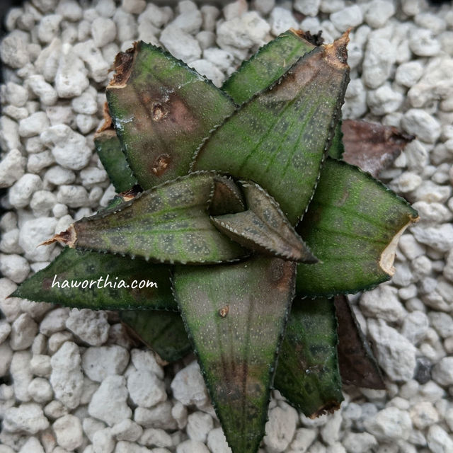 Dark necrotic areas on leaves