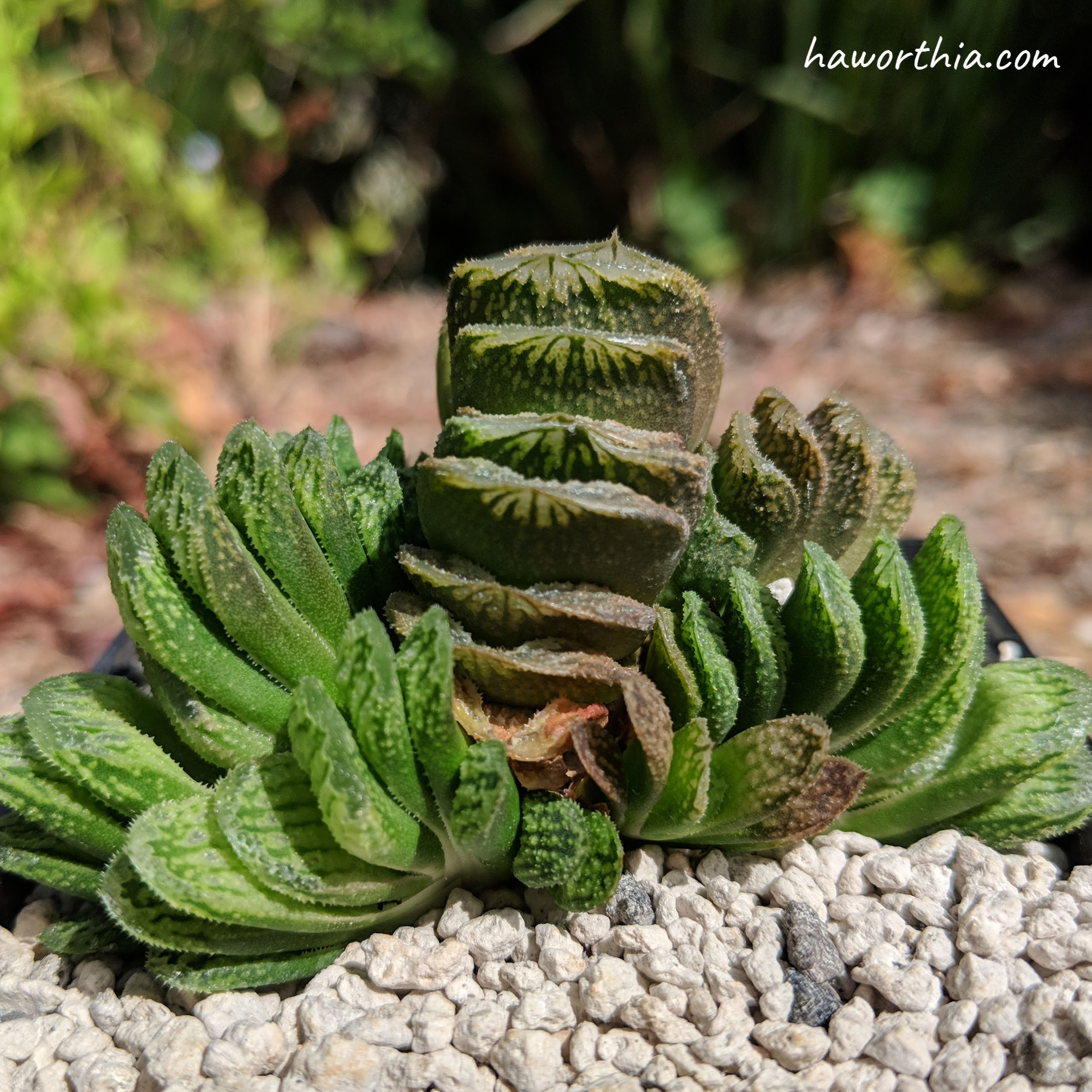 Offset Propagation - The Genus Haworthia