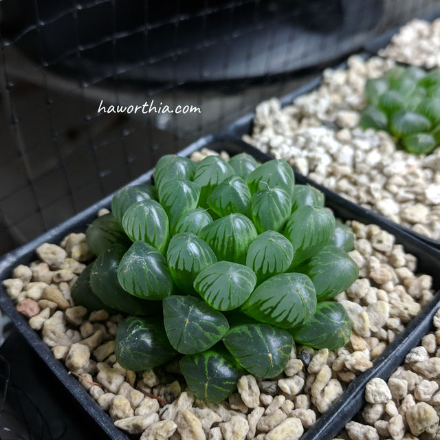 Larger leaf windows developed in a high humidity