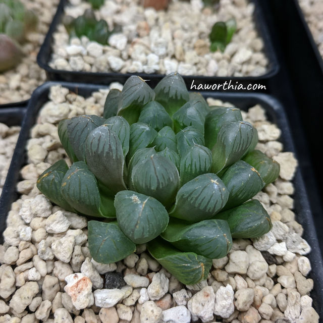 A slightly shriveled plant growing in a low humidity