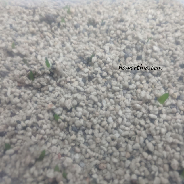 1 week after sowing