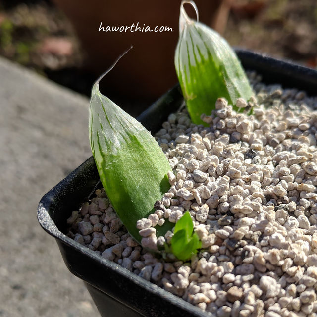 Leave cuttings in fine-grained pumice