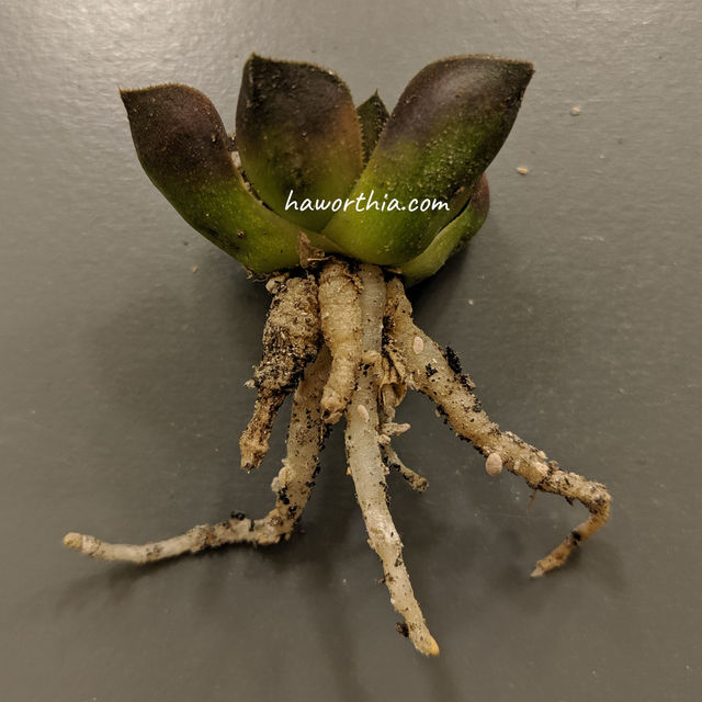 Root mealybugs and their white residues