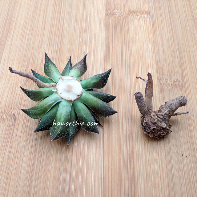 A Haworthia with its underground stem trimmed