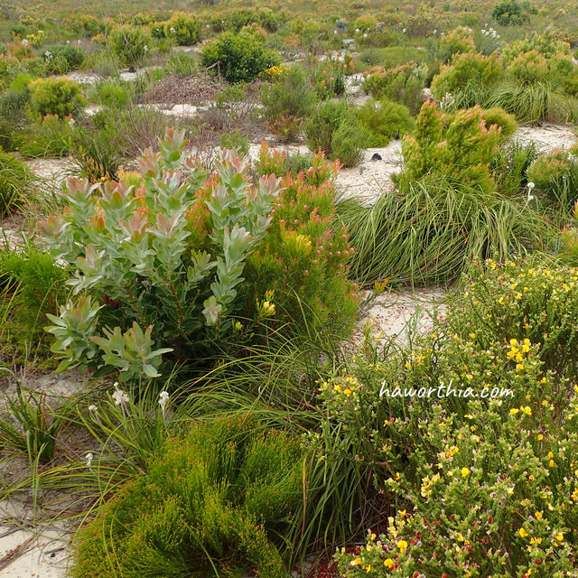 Overberg sandstone fynbos with diversity akin to a coral reef.