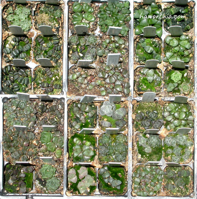 This photo shows six 6-pack seedling pots (36 1-inch pots) of various Haworthias at the age of seven months.