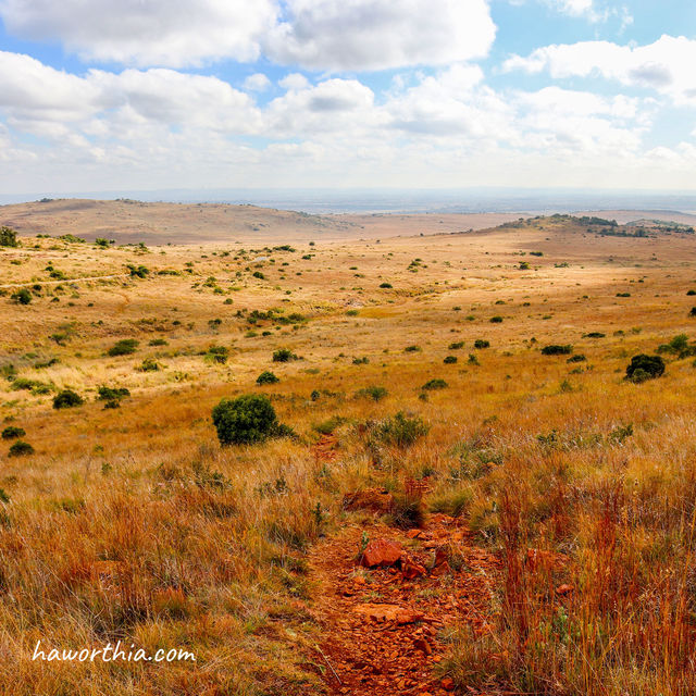 Grassland for miles at Suikerbosrand Nature Reserve