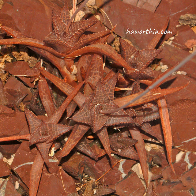 Haworthiopsis tessellata in its native habitat